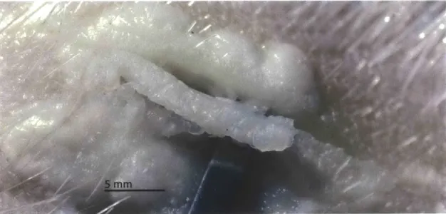 Figure  3-11:  By  making two  sequential  cuts,  it  was  possible  to  excise  section  of acid- acid-treated  tissue,  as  shown  above.
