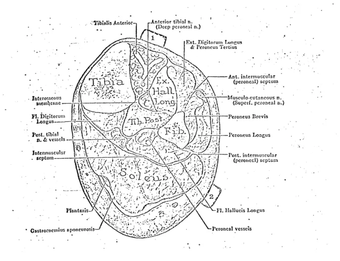 Figure  2.15:  The  location  of  the  MES  electrodes  in  relation  to  the underlying  structure of  the  leg  (from Grant)