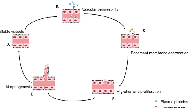 Figure  2.  Angiogenesis  mechanisms.  Stable  vessels  (A)  undergo  vascular  permeability,  which induces plasma proteins’ release (B)