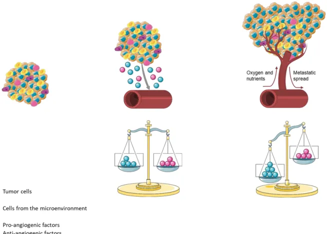 Figure  3.  Tumoral  angiogenesis.  The  production  of  pro-angiogenic  factors  by  tumor  cells  deregulates the angiogenic balance
