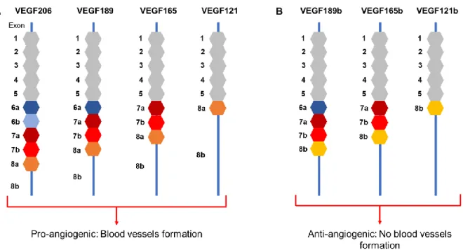 Figure  4.  VEGFA’s  different  splicing.  VEGFA  undergoes  different  splicing  in  exons  6  to  8  giving different forms of VEGFA, the main one being the VEGF165