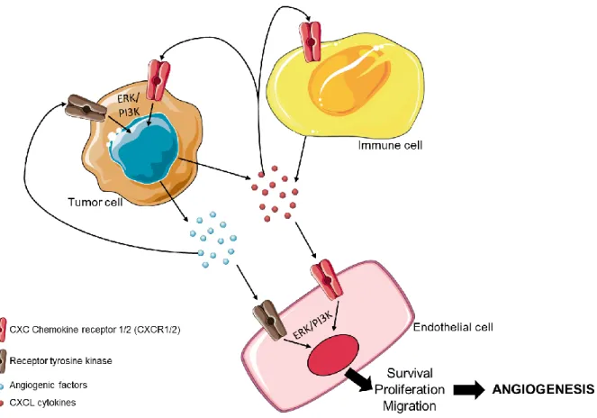 Figure  7.  Redundant  angiogenic  pathways.  The  production  of  angiogenic  factors  and  of  CXCL cytokines by the cells from the microenvironment (immune cells) and by the tumor itself,  enable  to  compensate  the  anti-angiogenic  treatments  effect