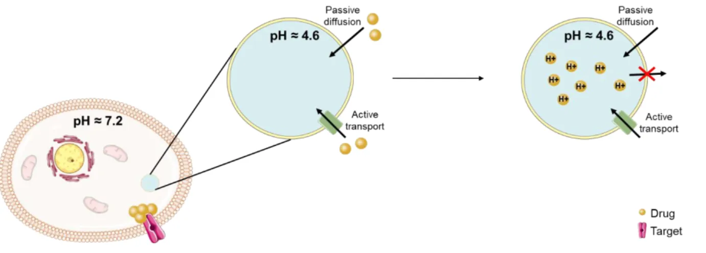Figure 8. Lysosomal sequestration of tyrosine-kinase inhibitors. Hydrophobic weak base  drugs,  presenting  ClogP  &gt;  2  and  a  basic  pKa  between  6.5  and  11,  are  sequestrated  by  lysosomes,  which  possess  an  acidic  pH