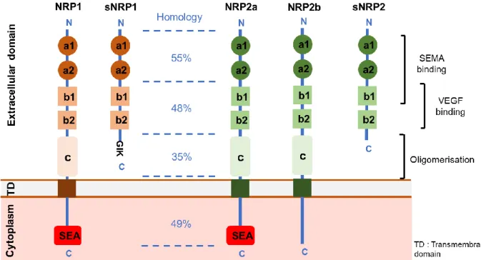Figure  10.  Neuropilins’  different  isoforms.  Neuropilins  share  44%  of  sequence  homology