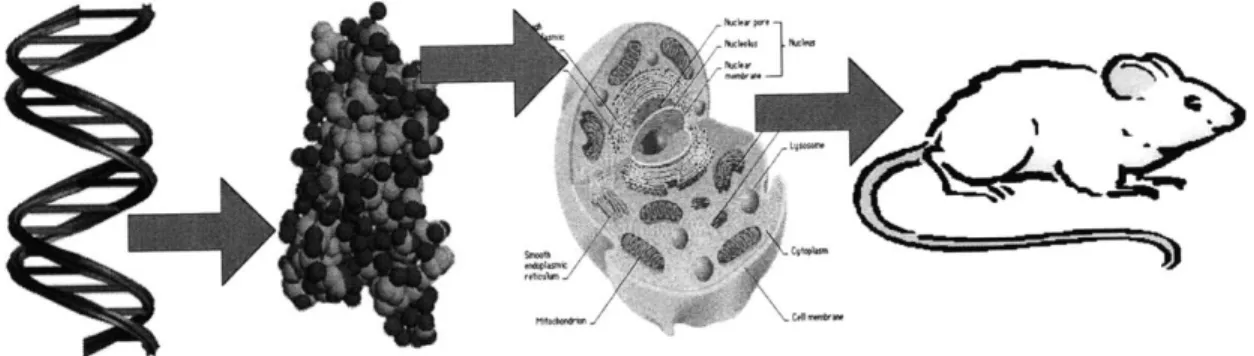 Figure 1.1:  A progression of expression.  (From left to right) DNA  encodes for  proteins, which affect the function of a cell and the overall physiological  behavior of an organism.