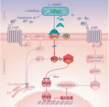 Figure 7 Schematic description of Lactobacillus reuteri derived metabolite signaling through intestinal epithelium in mammals