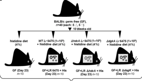 Figure 1 Colonization status of histamine-generating probiotic strain (Lactobacillus reuteri 6475) in adult BALB/c mice