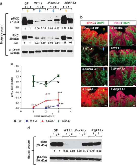 Figure 3 Lactobacillus reuteri derived diacylglycerol kinase (Dgk) synthesis prevents type 1 histamine receptor (H1R)-mediated protein kinase C (PKC) phosphorylation and nuclear factor (NF)-kB accumulation in mammalian intestinal epithelium