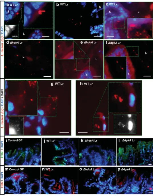 Figure 5. Lactobacillus reuteri resides close to intestinal epithelium and epithelial histamine receptors