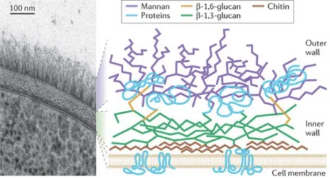 Figure 1.5 – Structure de la paroi cellulaire de C. albicans : image de microscopie électronique à transmission et schéma des composants de la paroi [25].