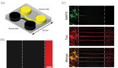 Figure 1.25 – Exemple de compartimentalisation dans un puce microfluidique [98]. (a)(b) Schéma et image de microscopie à fluorescence de l’isolation fluidique de deux compartiments séparés par des microcanaux : un milieu fluorescent est incubé dans le comp