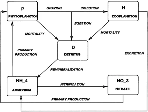 Figure  2-1:  Schematic  of  the  five-compartment  biological  model  showing  the  flow pathways  for  nitrogen.