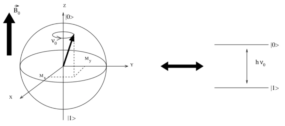 Fig. 2.2 – Pr´ecession de Larmor autour autour du champ B ~ 0 : correspondance entre la fr´equence de transition et la fr´equence de pr´ecession de Larmor.