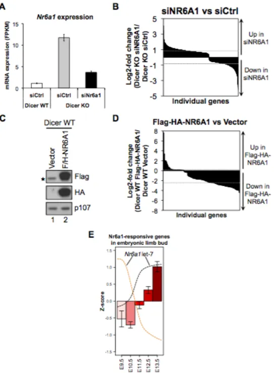 Figure S6. NR6A1-dependent changes in gene expression. (A) mRNA-seq expression  levels for Nr6a1 expression following transfection with siCtrl or siNR6A1