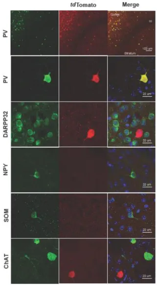 Figure  1.  Native  tdTomato  expression  shows  faithful  colocalization with  PV  staining  in  striatal sections from PV-cre:tdTomato mice