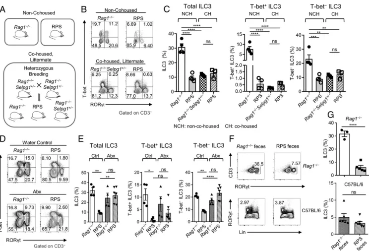 Fig. 1. The microbiota from RPS mice induce a transmissible dysbiois and loss of ILC3s