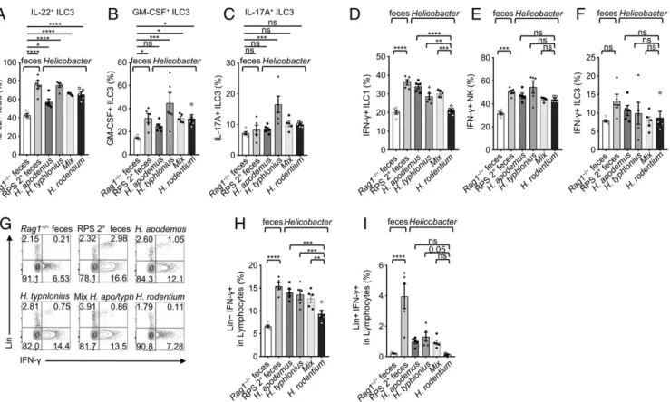 Fig. 6. H. typhlonius and H. apodemus enhance ILC function. (A) Quantification of IL-22 + , (B) GM-CSF + , and (C) IL-17A + ILC3s frequencies in LI LPLs of mice gavaged with feces or Helicobacter spp.; one-way ANOVA compared to the mean of Rag1 ‒/‒ control