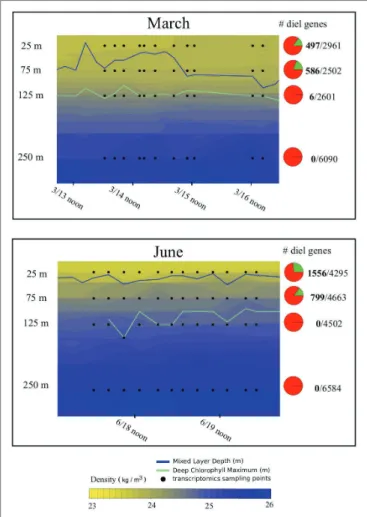 FIGURE 1 |  Hydrography and total proportion of transcriptomic periodicity at  different depths