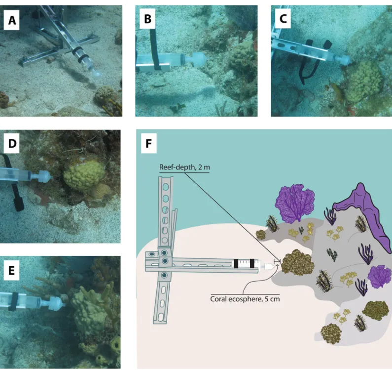 Fig 1. Photographs of the selected P. astreoides coral colonies located adjacent to deployed coral ecosphere sampling devices (A-E) and a sampling diagram detailing seawater sampling locations from coral ecosphere and reef-depths (F)