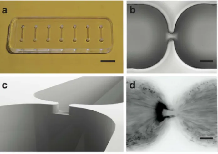 Figure 1. 3DiDEP chip design. Photographs of microfluidic chip (a) during fabrication, and (b) micrograph of the contraction region of the channel