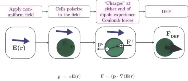 Figure  4.1:  Electrostatics  view  of  the  origiin  of  the  dielectrophoretic  for)(Ce