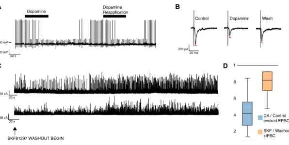 Figure 4. Electrophysiological Effects on D1 + SC Neurons