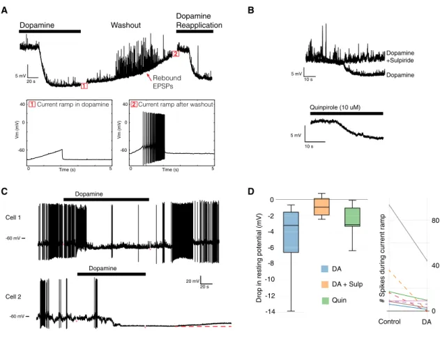 Figure 5. Electrophysiological Effects on D2 + SC Neurons