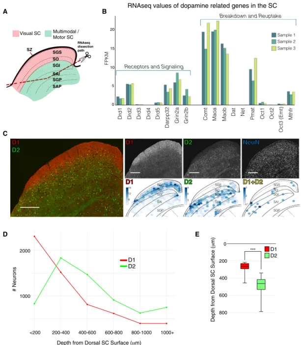 Figure 1. RNA Sequencing Shows Significant Expression of D1 and D2 Dopamine Receptors, which Are Segregated within the SC (A) Crowns of the superior colliculus were dissected from P20 rats