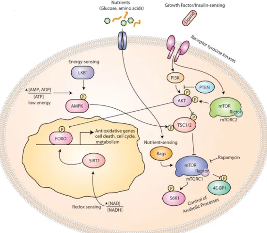 Figure 2. Diet- sensing pathways in stem cells