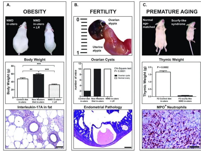 Figure 3. Non-neoplastic pathologies observed in the offspring of CD-1 mice consuming Western  ( NWD) chow during pregnancy
