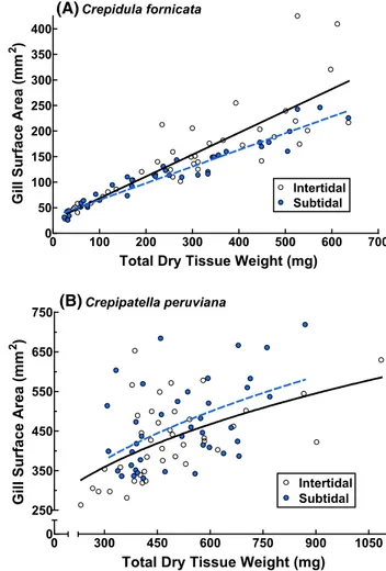 Fig. 3   Influence of habitat on the relationship between gill surface  area and total dry tissue weight for a Crepidula fornicata and b  Cre-pipatella peruviana