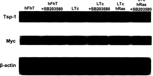 Figure  13 hFhT  LTc  LTc  hRasLTc Tsp-I Myc 3-actin Figure  13.