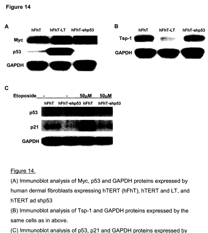 Figure  14 hFhT  hFhT-LT  hFhT-shp53 Myc p53 GAPDH hFhTTsp-I hFhT-LT  hFhT-shp53GAPDH EtoDoside 50uM hFhT  hFhT-shp53  hFhT hFhT-shp53 p53 p21 GAPDH Figure  14.