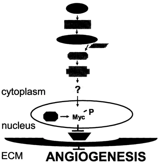 Figure  5 w cytoplasm nucleu ECM  ANGIOGENESIS Figure  5.