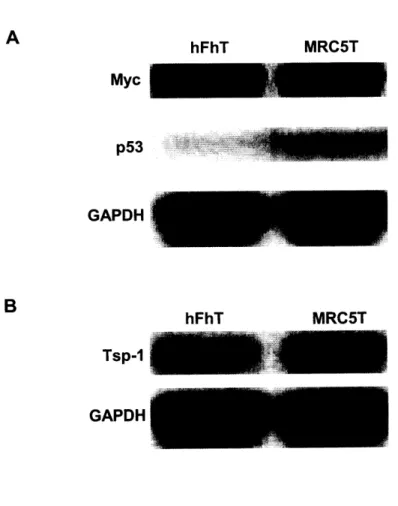 Figure  11 A  hFhT  MRC5T Myc p53 GAPDH B hFhT  MRC5T Tsp-1 GAPDH Figure  11.