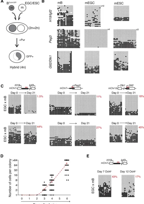 Figure 1. Reprogrammed Hybrids Gener- Gener-ated with Mouse EGCs Show Reduced DNA Methylation at Imprinted Loci (A) Oct4-GFP re-expressing (GFP + ) hybrids were generated by fusing puromycin-resistant (Pur R ) mouse B Oct4-GFP cells (gray) with mouse EGCs 