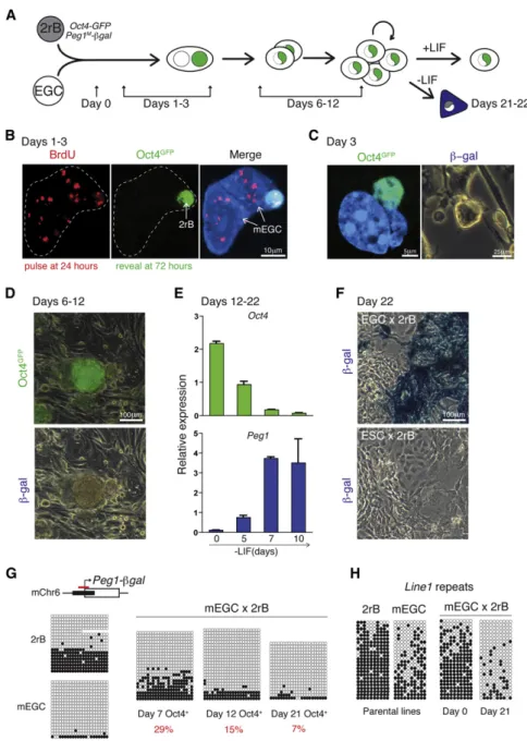 Figure 2. Early Pluripotent Reprogramming and Late Re-Expression of an Imprinted Peg1 Allele in Mouse B Cells After Fusion with EGCs