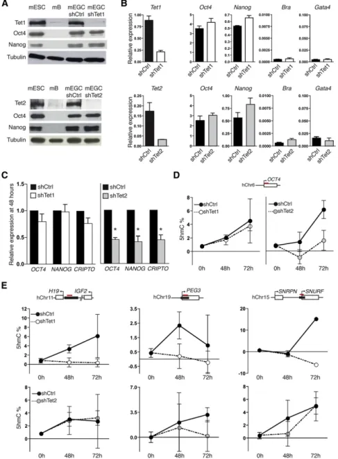 Figure 5. Distinct Roles of Tet Proteins in EGC-Mediated Heterokaryon  Reprog-ramming