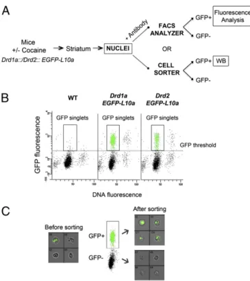 Fig. 2. Comparison of cocaine-induced histone H3 phosphorylation by immunoblotting of sorted nuclei and nuclear ﬂ ow cytometry