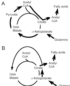 Fig. 1.  Two pathways for glutamine’s metabolic route to fatty acid synthesis.
