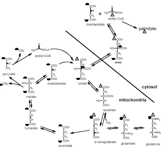 Fig. 1.  Metabolic network scheme to distinguish the two pathways for glutamine’s route to fatty acid synthesis, using [5- 13 C] glutamine