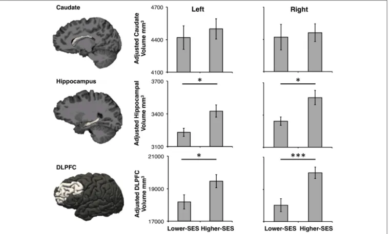 FIGURE 2 | Caudate, hippocampus, and DLPFC volumes in lower-SES and higher-SES groups