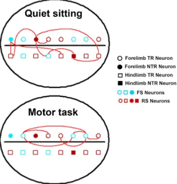 Figure 9. Significant associations in MI neural networks. Pictorial representation of the pat- pat-tern of coincident spike activities seen between neurons with different functions during a  typ-ical recording session from one hemisphere