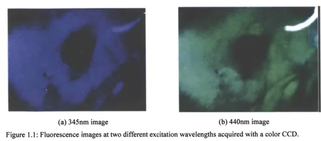 Figure  1.1:  Fluorescence  images at two  different excitation  wavelengths  acquired with  a color CCD.
