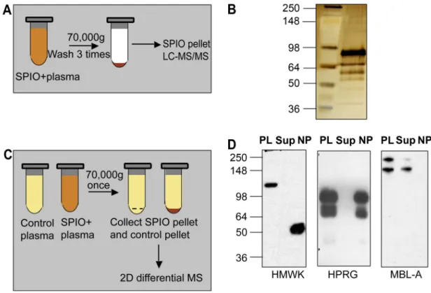 Figure 1. Protein binding and effect of plasma proteins on SPIO clearance and macrophage uptake A, Schematic representation of one-dimensional proteomic analysis of plasma proteins bound to SPIO