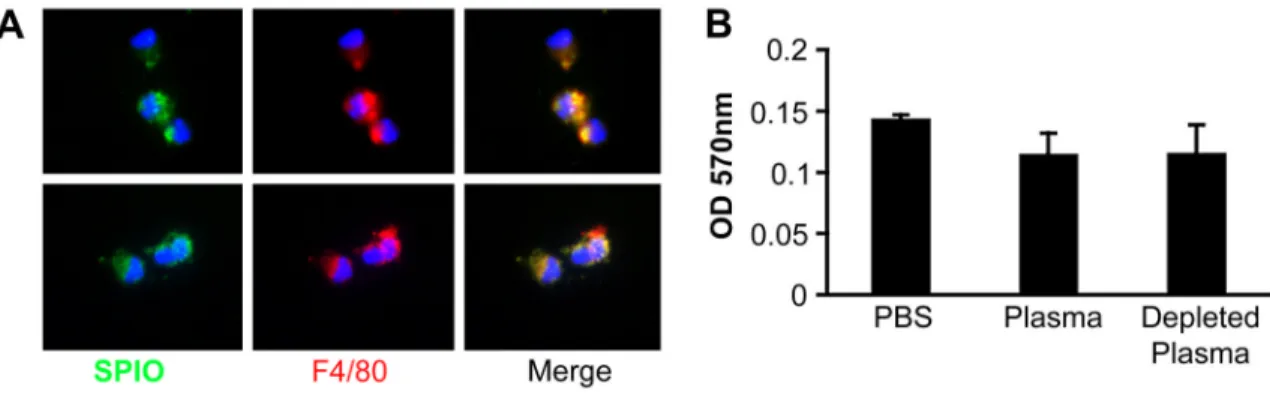 Figure 4. Cellular uptake of SPIO in isolated Kupffer cells