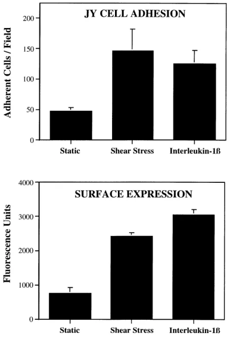 Figure  2.5.  ICAM-1  induction  by  shear  stress  in  HUVEC  is  correlated  with  an increased  adhesion of  JY cells