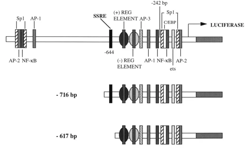 Figure  2.6.  ICAM-1  promoter/reporter gene  constructs.  Deletional  ICAM-1  promoter/luciferase  constructs  were made  by  cloning  sequences  from  the  ICAM-1  5'  untranslated  region  into  the  luciferase  reporter  vector