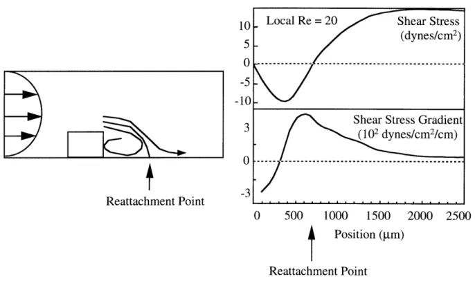 Figure 3.1.  The  disturbed laminar  shear stress  model.  Disturbed  laminar  shear  stress patterns  were  created  within  the  cone  and  plate  apparatus  by  positioning  a  bar  (0.4  mm  in height)  in  the  flow  field