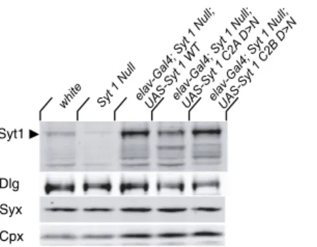 Fig. S1. Western analysis of Syt 1 transgenic protein levels. Western analysis of ﬁ rst instar larval extracts for Syt 1 expression level in WT (white, a genetic background commonly used for making transgenic ﬂ ies), Syt 1-null mutants (Syt 1 N13 /Syt 1 AD